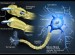 how-to-deal-with-MS-Disease-whatisusa.info